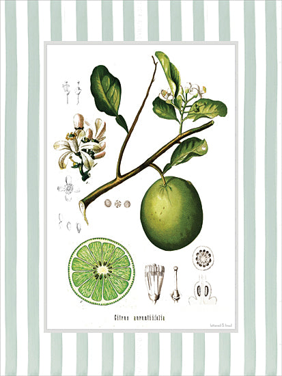 lettered & lined LET1504 - LET1504 - Citrus Aurantiifolia - 12x16 botanical, backgrounds & patterns, food & drink, floral, greenery, leaves, tropical, fruit & vegetables, citrus, plant, diagram, scientific, antique, vintage, decorative, engraving, green from Penny Lane