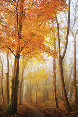MPP1115 - Autumn in Full Swing - 12x18
