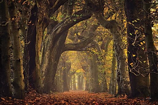 Martin Podt MPP1119 - MPP1119 - The Old Alley - 18x12 tree tunnel, autumn forest road, leaf-covered path, arching branches, moody woods, fall foliage, woodland lane, atmospheric perspective, orange leaves, misty forest, enchanted pathway, scenic autumn trail, natural archway, tranquil landscape, dramatic trees, seasonal woodland, rustic path, soft light, immersive nature, horizontal composition from Penny Lane