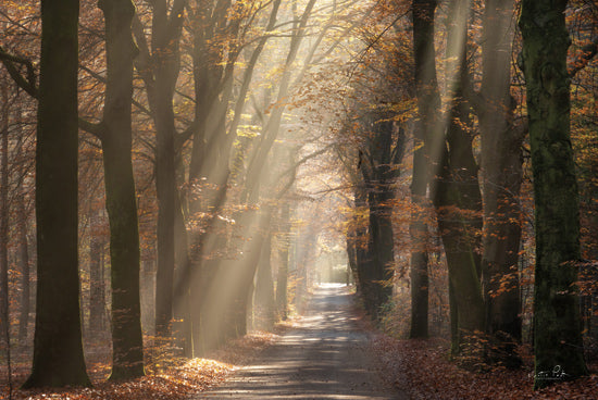 Martin Podt MPP1138 - MPP1138 - Autumn Spotlight - 18x12 Landscape, nature, forest, path, trees, sunlight, autumn, fall, peaceful, scenic, photography from Penny Lane