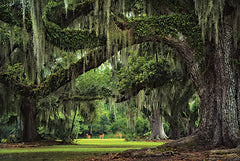 MPP1176 - Deer Among the Moss I - 18x12