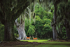 MPP1177 - Deer Among the Moss II - 18x12