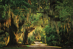 MPP1179 - Moss Draped Path - 18x12