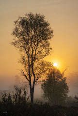 MPP1185 - Foggy Sunrise - 12x18