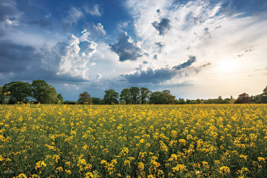 Martin Podt MPP1190 - MPP1190 - Beneath a Summer Sky - 18x12 yellow wildflowers, vast field, blue sky, rolling countryside, golden sunshine, rural landscape, scenic outdoors from Penny Lane