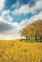 MPP1191 - Rapeseed Road - 12x18