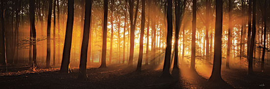 Martin Podt MPP1210 - MPP1210 - Nature's Glow - 36x12 forest at sunrise, light rays through trees, golden hour woodland, serene nature, tall tree silhouettes, natural path, ethereal atmosphere from Penny Lane