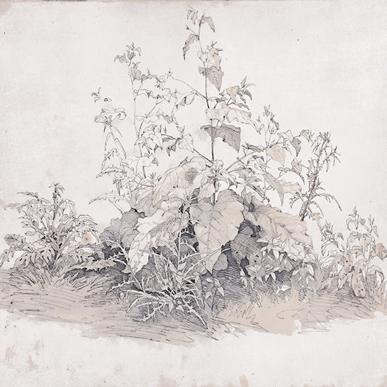 Lauren Rader RAD1484 - RAD1484 - Line and Leaf - 12x12 detailed botanical line drawing of wild plants, vintage scientific illustration, natural foliage sketch, classic botanical study artwork from Penny Lane