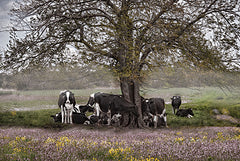 RLV799 - The Favorite Tree - 18x12