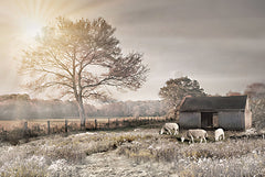 RLV831 - Sheep in the Meadow - 18x12