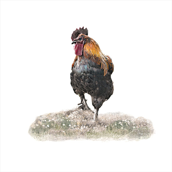 Robin-Lee Vieira RLV848 - RLV848 - Stepping Out - 12x12 rooster standing in meadow, farm chicken portrait, rustic country farm animal from Penny Lane