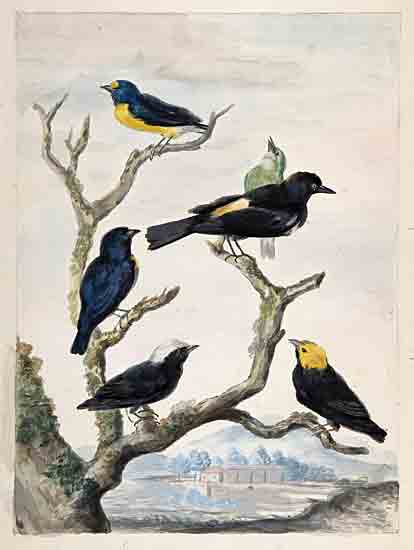 Stellar Design Studio SDS1465 - SDS1465 - Six South American Birds - 12x16 colorful birds, tree branches, exotic birds, natural habitat, watercolor bird illustration, ornithology, tropical birds from Penny Lane