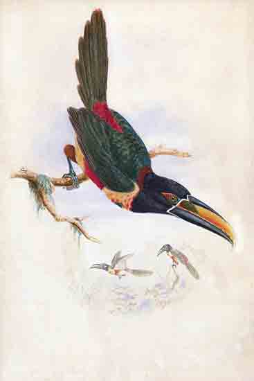 Stellar Design Studio SDS1469 - SDS1469 - Central American Aracari - 12x18 toucan, vintage bird art, colorful beak, perched toucan, rainforest branch, exotic animal, detailed feathers, ornithological drawing, wildlife in tree from Penny Lane