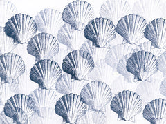 SDS1603 - Shell Impression - 16x12