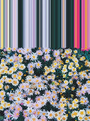 ST1189 - Floral Symmetry - 12x16