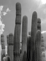 ST1212 - Where Cacti Thrive - 12x16