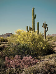 STAR265 - Sonoran Symphony - 12x16
