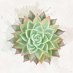 STAR336 - Succulent Collection V - 12x12