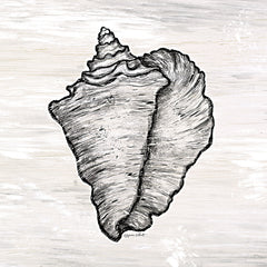 ALP2330 - Conch Shell - 12x12