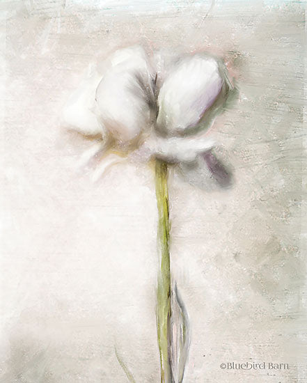 Bluebird Barn BLUE184 - Blush Ranunculus Solitary - 12x16 Ranunculus, Flower, Abstract, Blush from Penny Lane