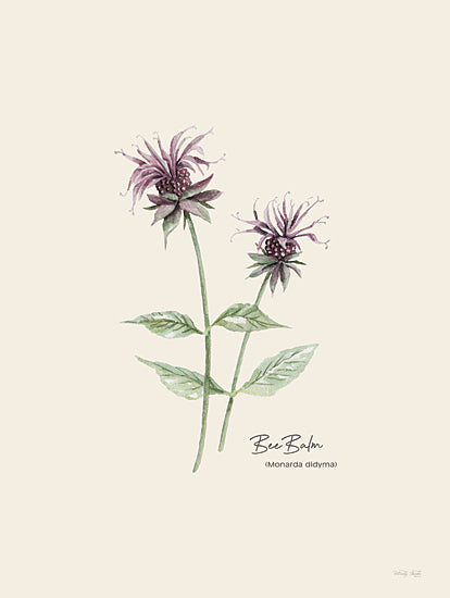 Cindy Jacobs CIN4073 - CIN4073 - Bee Balm - 12x16 Bee Balm, Herbs, Purple Bloom, Typography, Signs from Penny Lane