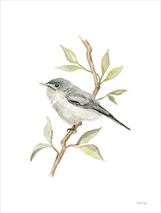 CIN4105 - Gnatcatcher Songbird - 12x16