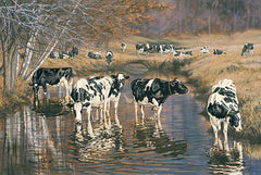 COW145 - Fall Reflections