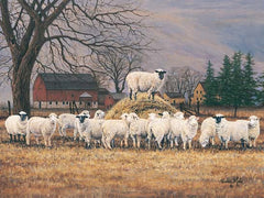 COW176B - Wool Gathering