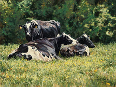 COW211 - The Beautiful Cow