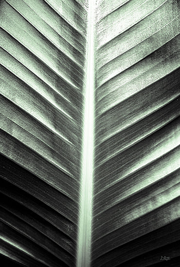 Donnie Quillen DQ276 - DQ276 - Leaf Lines - 12x18 Photography, Plant Leaves, Green, Tropical from Penny Lane