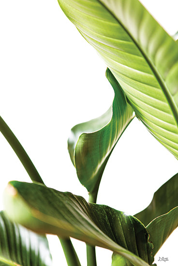 Donnie Quillen DQ277 - DQ277 - Plant Leaves - 12x18 Photography, Plant Leaves, Green, Tropical from Penny Lane
