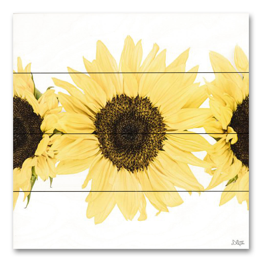 Donnie Quillen DQ286PAL - DQ286PAL - Sunflowers in a Row I - 12x12 Sunflowers, Flowers, Fall, Autumn, Photography from Penny Lane