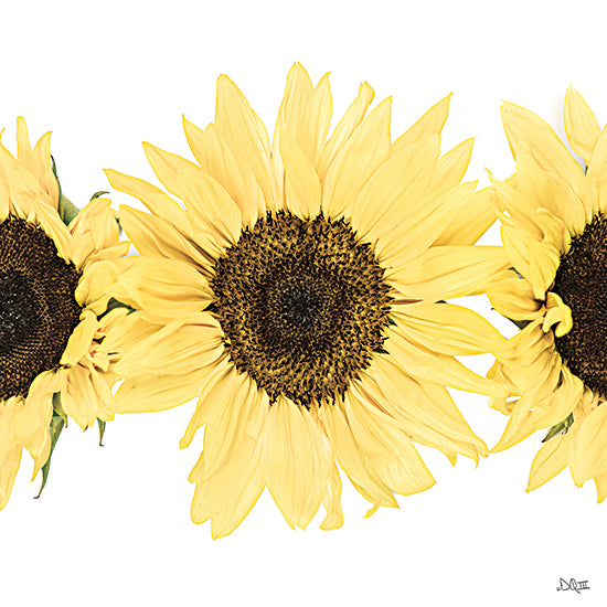 Donnie Quillen DQ286 - DQ286 - Sunflowers in a Row I - 12x12 Sunflowers, Flowers, Fall, Autumn, Photography from Penny Lane