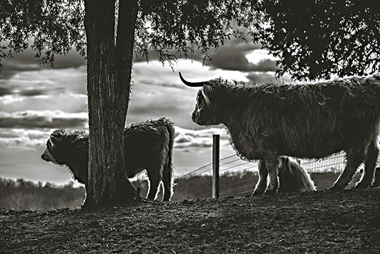 Donnie Quillen DQ296 - DQ296 - Highland on the Hill - 18x12 Photography, Cows, Highland, Landscape, Black & White from Penny Lane