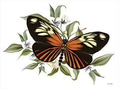 FEN485 - Botanical Butterfly Heliconius    - 16x12