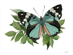 FEN486 - Botanical Butterfly Common Gem  - 16x12