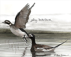 JGS610 - Long Tailed Duck - 16x12