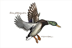 JGS611 - Mallard Duck - 18x12