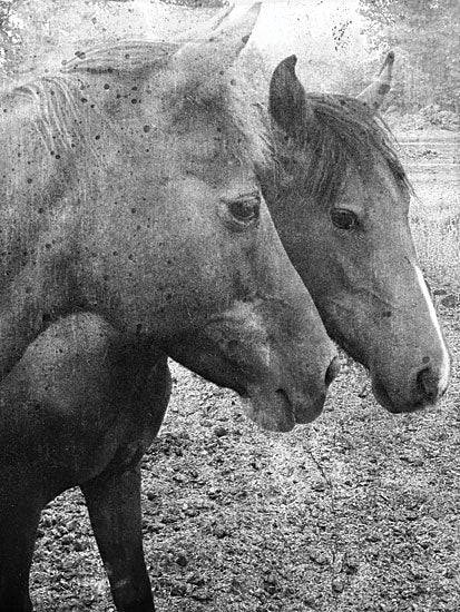 Kamdon Kreations KAM828 - KAM828 - Salt and Pepper - 12x16 Photography, Horses, Black & White, from Penny Lane