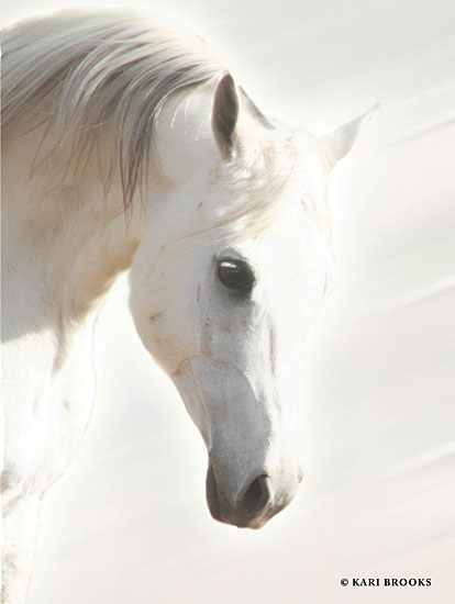 Kari Brooks KARI134 - KARI134 - Pegasus I       - 12x16 Photography, White Horse, Portrait from Penny Lane