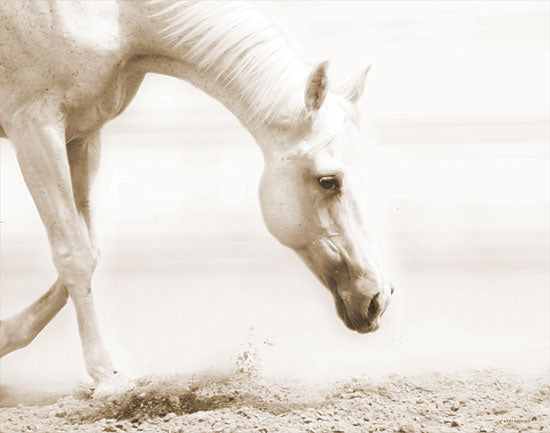 Kari Brooks KARI143 - KARI143 - Trail Horse Sepia - 16x12 Horse, Ocean, Sepia, Photography, White Horse from Penny Lane