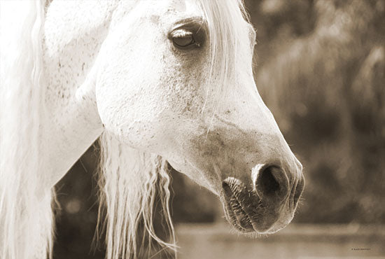 Kari Brooks KARI149 - KARI149 - The Rocker Guy - 16x12 Horse, White Horse, Portrait, Selfie from Penny Lane