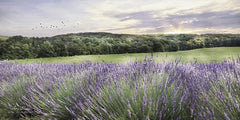 LD1046GP - Lavender Fields