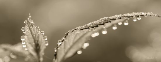 Lori Deiter LD1164 - Dewey Morning - 18x6 Dew, Plants, Morning, Photography from Penny Lane