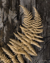 LD1169 - Natural Gold Fern - 12x16