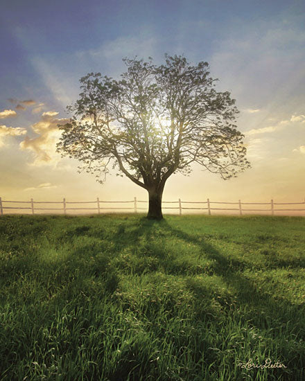 Lori Deiter LD1659 - LD1659 - Morning Shadows   - 12x16 Photography, Tree, Landscape, Fence from Penny Lane