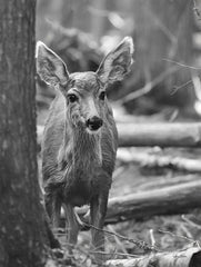 LD1969 - Rocky Mountains Deer    - 12x16