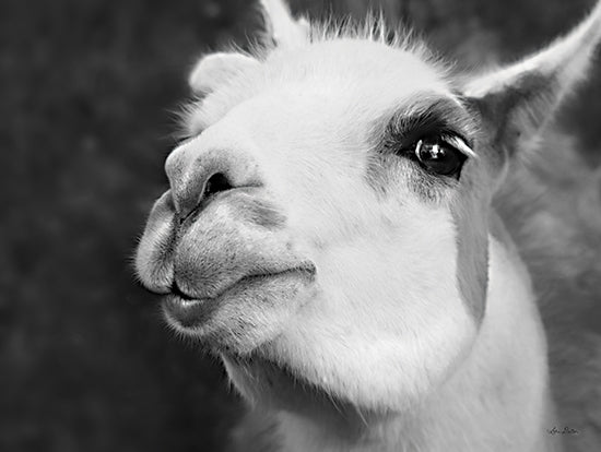 Lori Deiter LD1970 - LD1970 - Lake Tobias Alpaca    - 16x12 Alpaca, Animals, Portrait, Black & White, Photography from Penny Lane