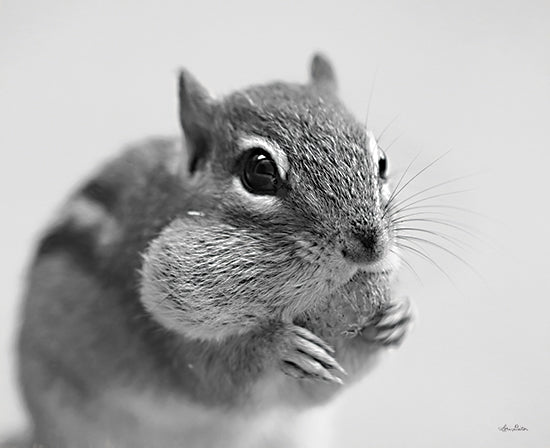 Lori Deiter LD1973 - LD1973 - Chippy      - 16x12 Chipmunk, Portrait, Black & White, Photography from Penny Lane