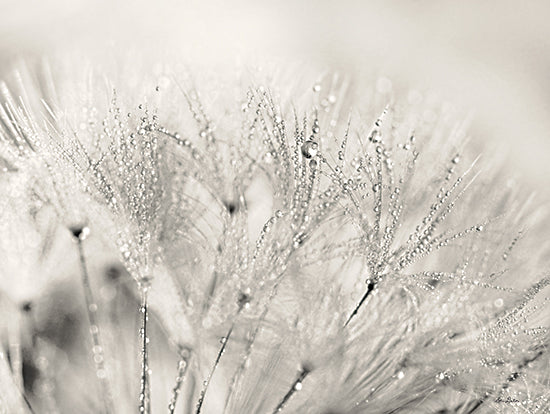 Lori Deiter LD1987 - LD1987 - Dandelion Jewels II    - 16x12 Dandelion, Weed, Photography, Close Up, Sepia from Penny Lane